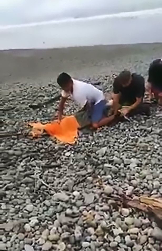 Tay không bắt cá sấu "khủng" mò vào bờ biển ảnh 3 Cuối cùng, con cá sấu đã bị áp chế và quấn khăn quanh mõm.