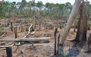 Hiện trường phá rừng ở rừng phòng hộ Ia Puch. Ảnh: VOV