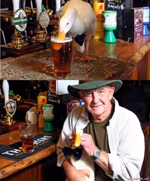 Chú vịt Star ‘say khướt’ đánh nhau với chó trong quán bar là chuyện lạ có thật ở Anh. Ảnh: The Mirror