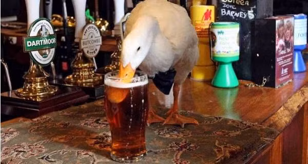 Chú vịt “say khướt” vì nghiện bia