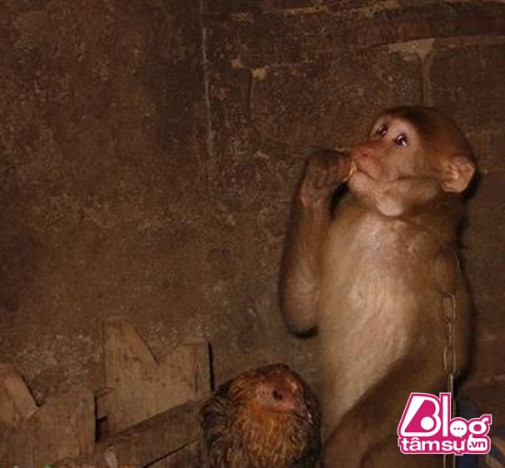 Chú khỉ lạc đàn có thói quen ôm chặt gà mái khi ngủ không chịu rời ảnh 3 khi-om-ga-ngu.blogtamsu (2)