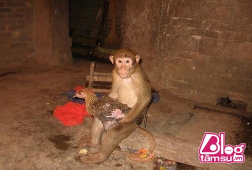 Chú khỉ lạc đàn có thói quen ôm chặt gà mái khi ngủ không chịu rời ảnh 4 khi-om-ga-ngu.blogtamsu (4)