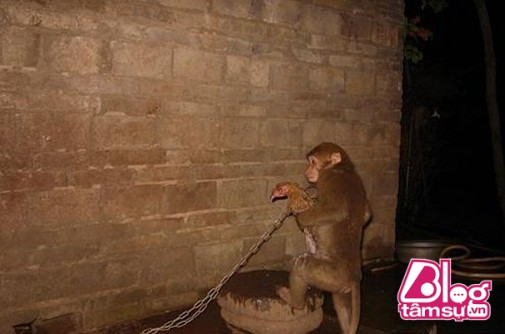 Chú khỉ lạc đàn có thói quen ôm chặt gà mái khi ngủ không chịu rời ảnh 2 khi-om-ga-ngu.blogtamsu (3)