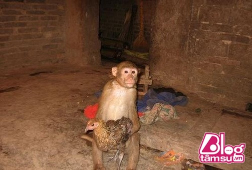 Chú khỉ lạc đàn có thói quen ôm chặt gà mái khi ngủ không chịu rời ảnh 5 khi-om-ga-ngu.blogtamsu (5)