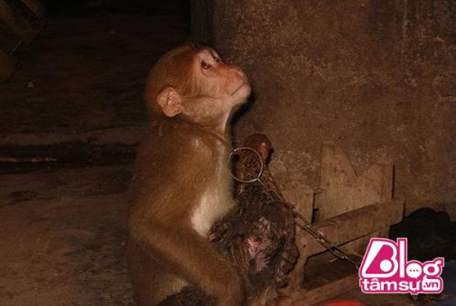 Chú khỉ lạc đàn có thói quen ôm chặt gà mái khi ngủ không chịu rời ảnh 1 khi-om-ga-ngu.blogtamsu (1)