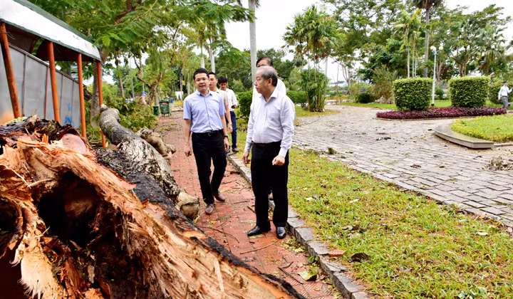 Chủ tịch UBND tỉnh yêu cầu sớm thu dọn, xử lý những cây xanh bị hư hại bởi bão số 5.