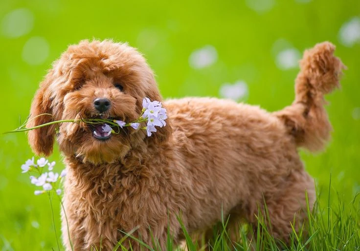 Toy Poodle