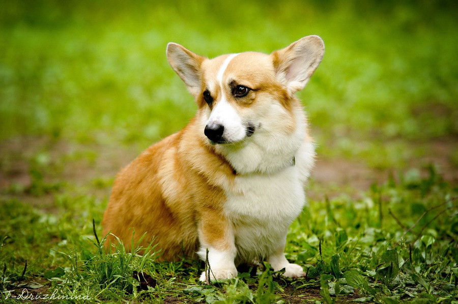 Corgi