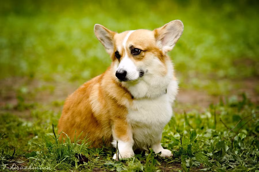 Corgi