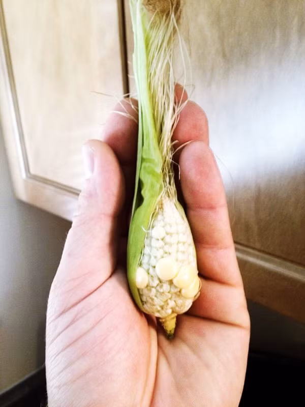 Những củ quả nhỏ xíu xiu như ở thế giới của người tí hon ảnh 9