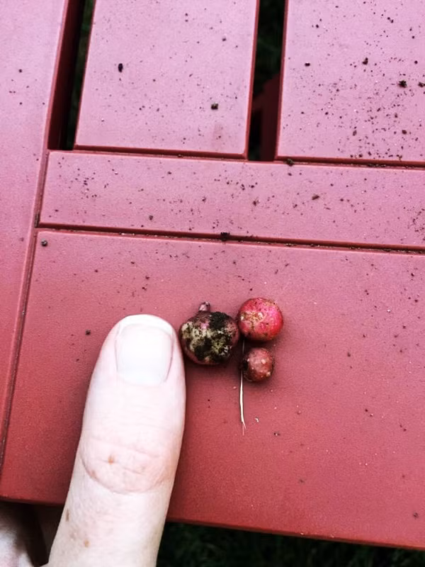 Những củ quả nhỏ xíu xiu như ở thế giới của người tí hon ảnh 6