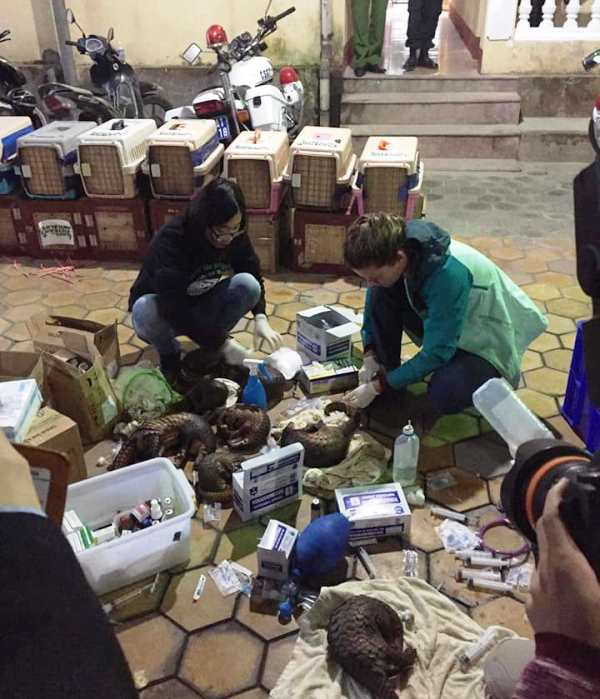 Các bác sĩ chăm sóc sức khỏe cho một số con tê tê.