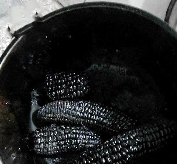 Ngô luộc bóng đêm.