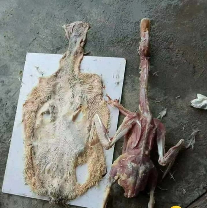 Vịt không lối thoát.