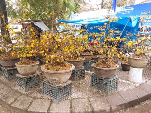 Kỳ lạ gốc mai cổ thụ 200 tuổi nở... đúng 1 bông, chào giá 2 tỷ đồng - 6