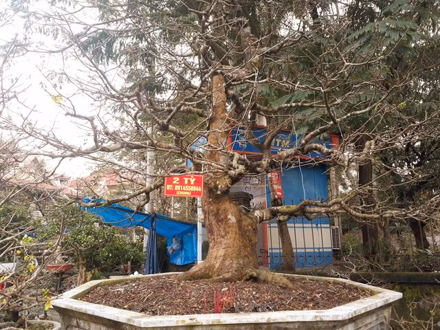 Kỳ lạ gốc mai cổ thụ 200 tuổi nở... đúng 1 bông, chào giá 2 tỷ đồng - 1