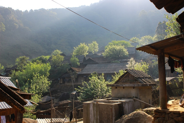 Người Mông thường trồng nhiều đào quanh nhà, trên rẫy