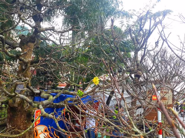 Kỳ lạ gốc mai cổ thụ 200 tuổi nở... đúng 1 bông, chào giá 2 tỷ đồng - 2