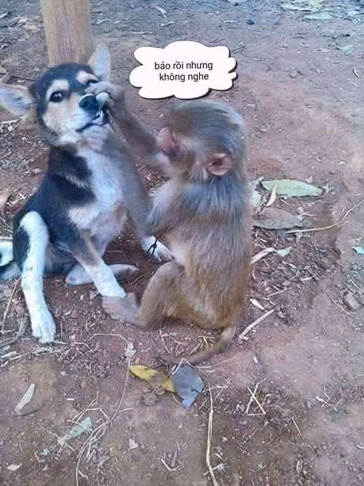 Xem nào, đã bảo gặm xương ít thôi.