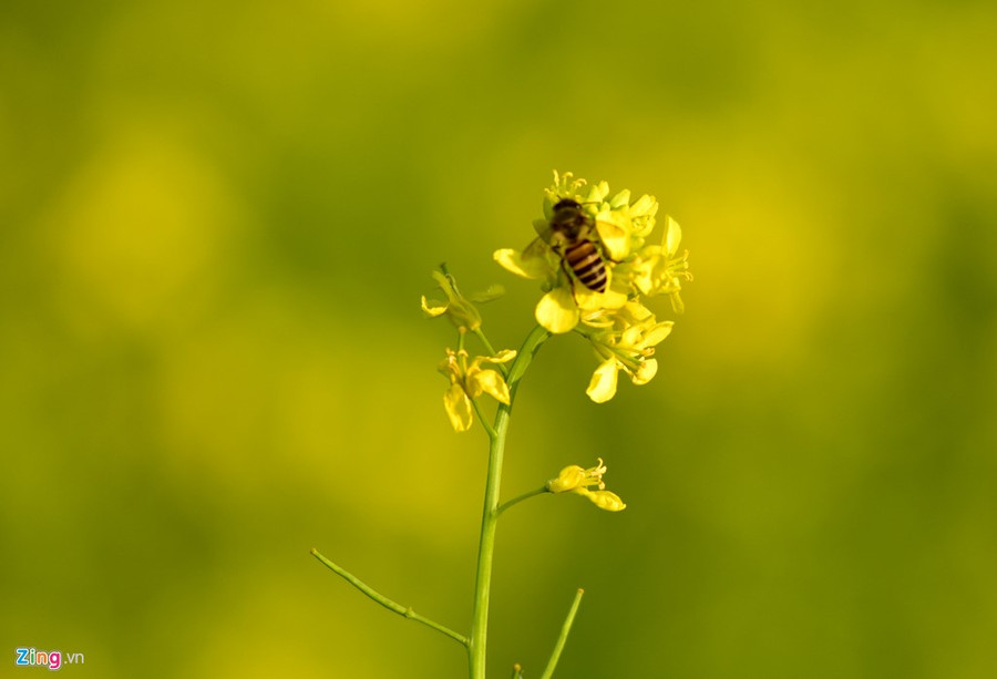 Gioi tre check-in dong hoa cai vang ben song Hong hinh anh 12