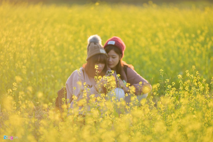 Gioi tre check-in dong hoa cai vang ben song Hong hinh anh 4