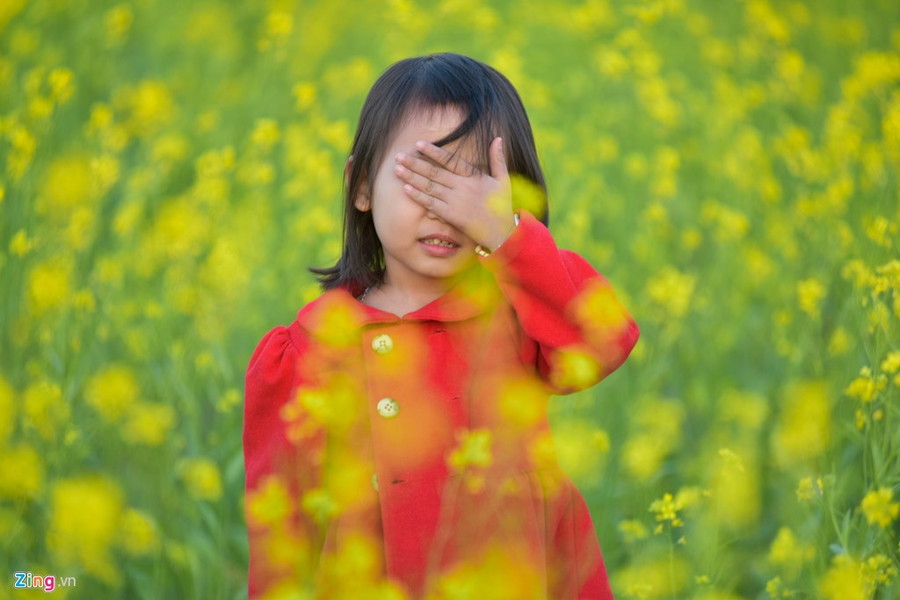 Gioi tre check-in dong hoa cai vang ben song Hong hinh anh 10