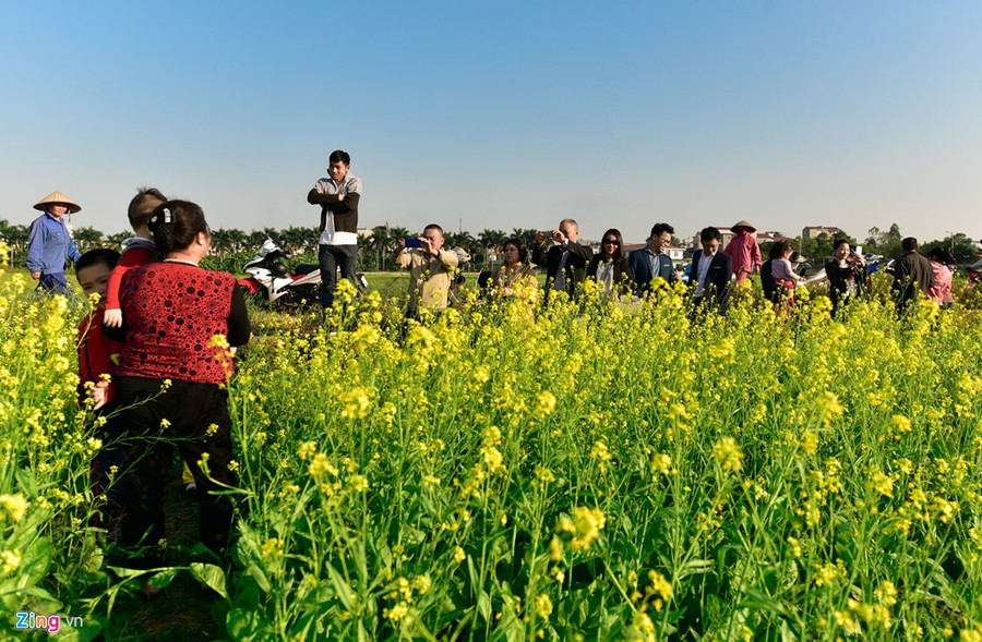 Gioi tre check-in dong hoa cai vang ben song Hong hinh anh 1