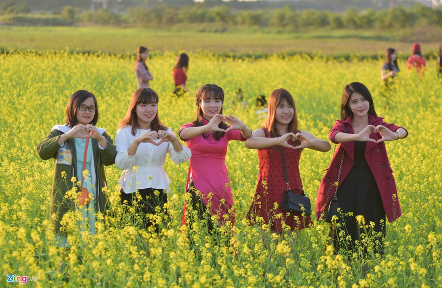 Gioi tre check-in dong hoa cai vang ben song Hong hinh anh 7