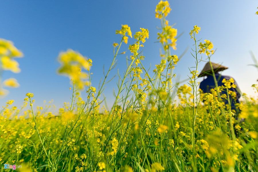 Gioi tre check-in dong hoa cai vang ben song Hong hinh anh 2