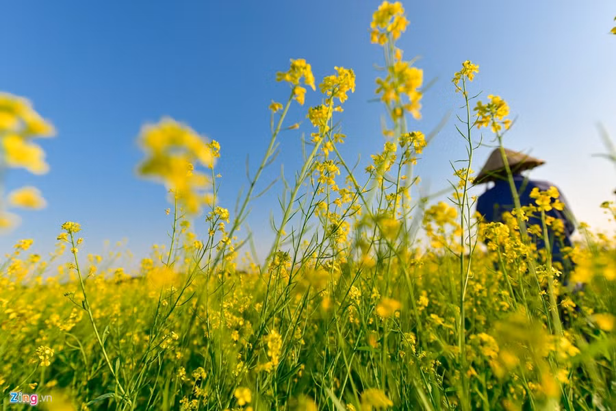 Gioi tre check-in dong hoa cai vang ben song Hong hinh anh 2