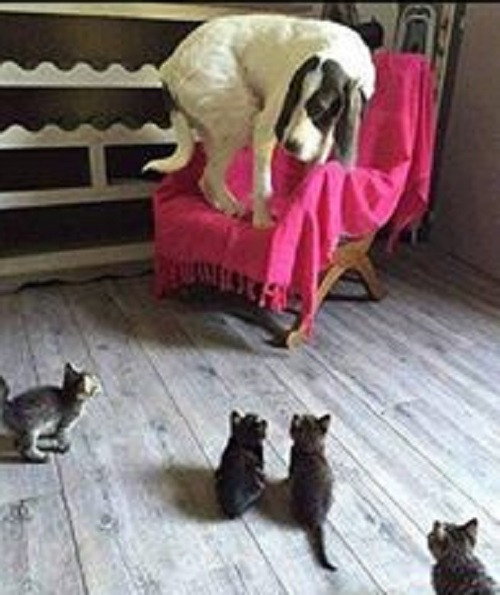 Nhỏ mà có võ. Nhỏ mà có võ.