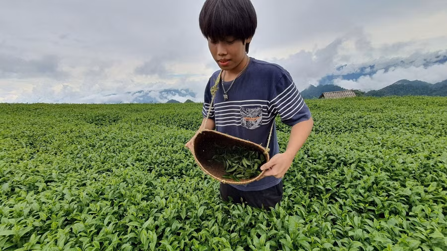 Bình Anh trải nghiệm hái chè trong chuyến khảo sát nông trại chè tại Mộc Châu