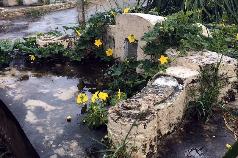 Mộ ngựa cạnh mộ ông Nho. Ảnh: Trần Chánh Nghĩa. Bí ẩn ngôi mộ mang nhiều huyền thoại ở Long An