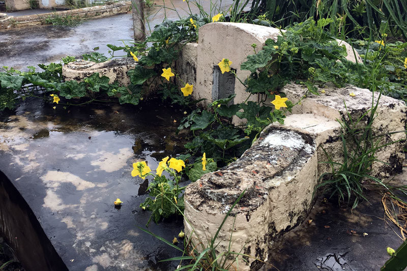 Mộ ngựa cạnh mộ ông Nho. Ảnh: Trần Chánh Nghĩa. Bí ẩn ngôi mộ mang nhiều huyền thoại ở Long An