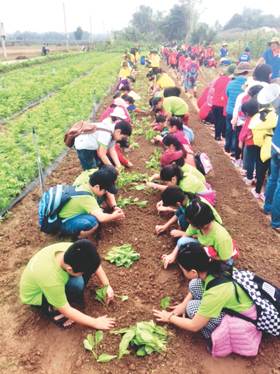 Học sinh khối lớp 3 Trường Tiểu học Núi Thành tự trồng rau trên cánh đồng rau Hòa Phong. Ảnh nhà trường cung cấp