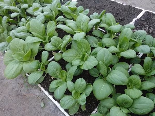 Các loại rau quả thích hợp cho nông dân phố "nghịch ngợm" trên mái nhà trong tháng 8 hình ảnh 3 cac loai rau qua thich hop cho nong dan pho "nghich ngom" tren mai nha trong thang 8 hinh anh 3