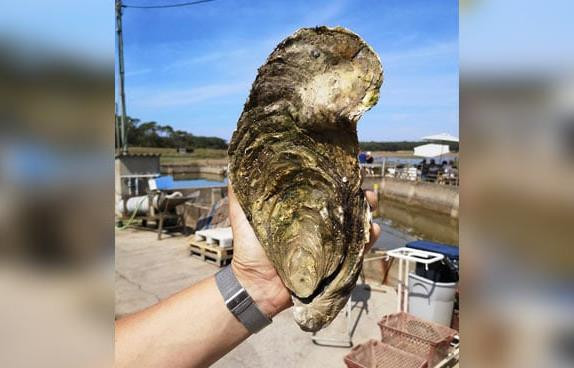 Con hàu khổng lồ dài 25 cm và nặng tới 1,44 kg. Ảnh: ndtv.