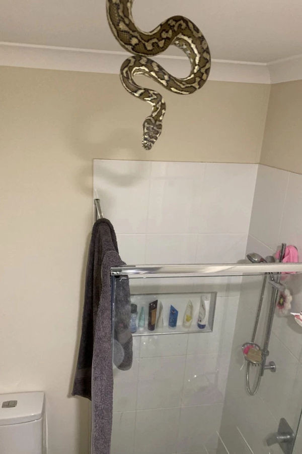 Loài trăn carpet rất thích nơi ấm áp.