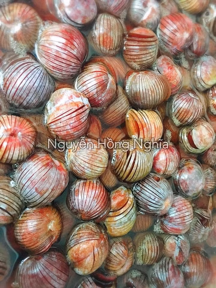 Mận sau khi khía sẽ ngâm nước vôi. Nếu bỏ qua bước này ô mai thành phẩm sẽ bị nát, không còn nguyên từng quả có khía nữa.