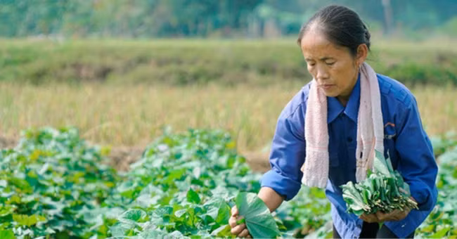 Sau "Ẩm thực mẹ làm", bà Tân Vlog tiếp tục bị soi làm clip giống kênh nấu ăn nổi tiếng nước ngoài khác - Ảnh 2.