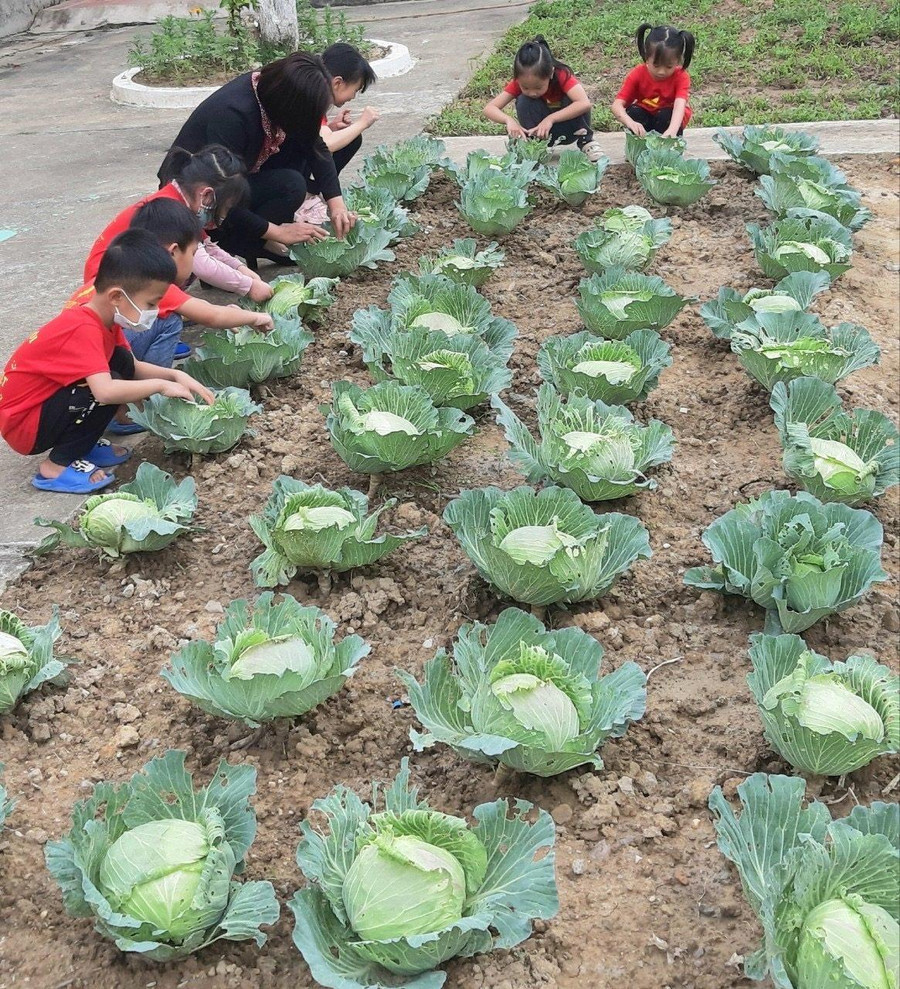 Cô và trò chăm sóc vườn rau xanh trong khuôn viên nhà trường. Cô và trò chăm sóc vườn rau xanh trong khuôn viên nhà trường.
