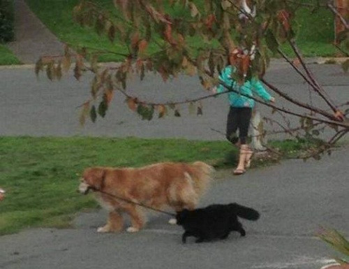 Thú cưng cũng phân cấp bậc.