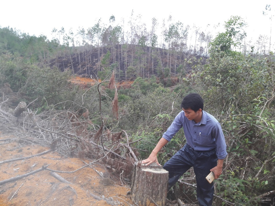 Chỉ còn sót lại gốc Chỉ còn sót lại gốc