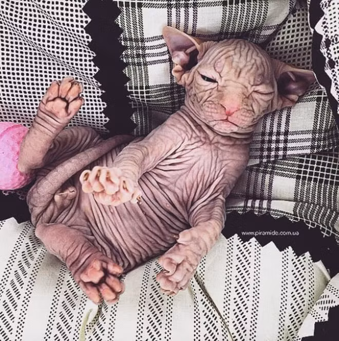 Mèo đáng yêu thật đấy nhưng con mèo ngoài hành tinh này sẽ khiến bạn giật mình - Ảnh 6.