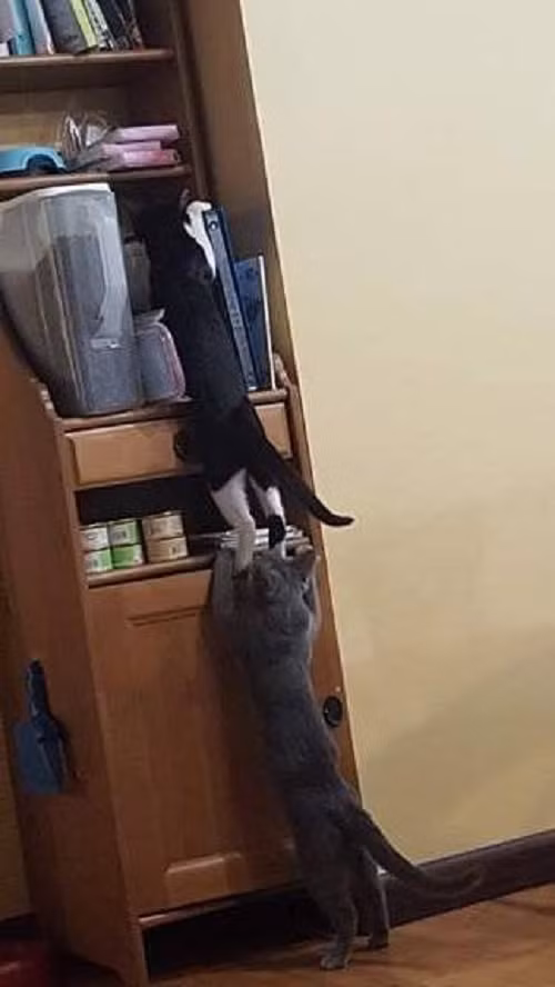 Hợp tác làm ăn.