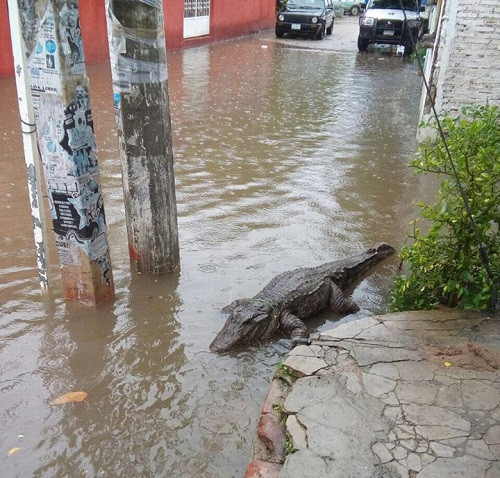 Khi cá sấu lên bờ.