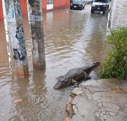 Khi cá sấu lên bờ.