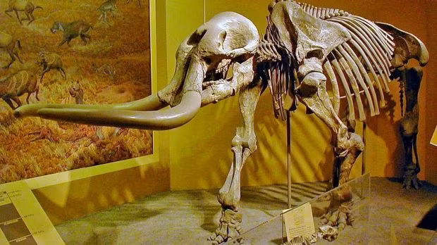 Bé trai 9 tuổi tưởng mình vấp phải đá nhưng không ngờ lại là báu vật vô giá - Ảnh 6.