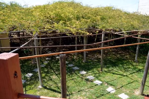 Cây hoa hồng lớn nhất thế giới, to như cây cổ thụ phủ kín gần 1000m2 đất - Ảnh 3.