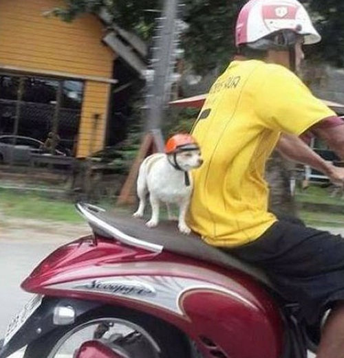 Tuyệt đối tuân thủ luật lệ giao thông. Tuyệt đối tuân thủ luật lệ giao thông.